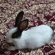 خرگوش مینیاتوری اصل جنسیت نر