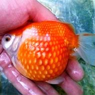 ماهی گلدفیش پرلسکال