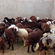 گوسفند ۴۰ راس بره نر و ماده افشار