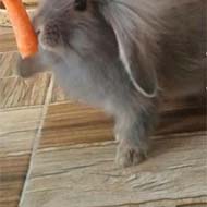 خرگوش مینی لوپ بلو