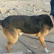 سگ نگهبان شیانلو