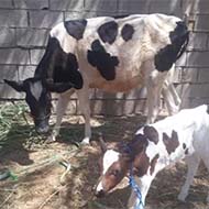 گاو شیری گاومیش و گاو ابستن در شادگان