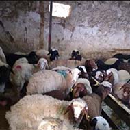 گوسفند زنده باشرط نصف گوشت تمام نقاط تهران