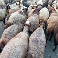 گوسفند گوشتی شیشک برای نذر