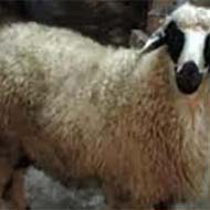 گوسفند زنده پرواری کم دنبه