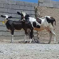 گاو خارجی شیری ۱۰ کیلو باگوساله ماده المانی