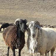 گوسفند زنده باقصاب تمام نقاط تهران
