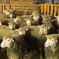 فروش گوسفند زنده شهرداری تهران