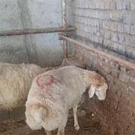گوسفند زنده با باسکول درب منزل