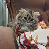 بچه گربه اسکاتیش هایلند چینچیلا