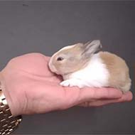 کوتوله خرگوش mini