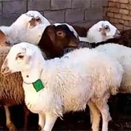 گوسفند زنده برای تولد نوزاد عروسی عقیقه نذر وختم