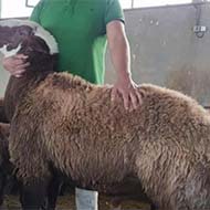 گوسفند زنده ی سنگسر شبانه روزی بهداشتی پلاک دار