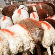 فروش گوسفند زنده به شرط نصف گوشت