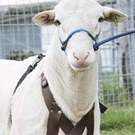 فروش گوسفند زنده 100%بهداشتی و ارگانیک