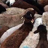 فروش گوسفند از نژاد افشار