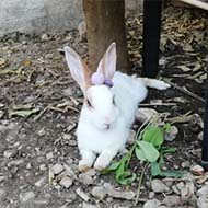یک جفت خرگوش سفید سالم و تمیز به همراه قفس بزرگ
