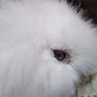 خرگوش چشم آبی مینیاتوری لپ اصل نژاد