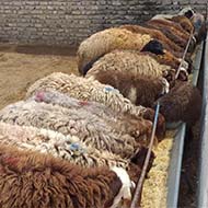گوسفند زنده برای مصرفی