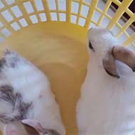 دو عدد خرگوش