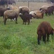 فروش گوسفند زنده بصورت شبانه روز در تمام نقاط شهر