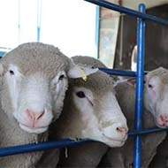 گوسفند وارداتی چندقلوزا