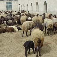 فروش گوسفند زنده‌ شبانه روزی باقصاب