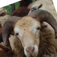 گوسفند زنده پرواری زیریکساله درچیتگر کن شهرزیبا