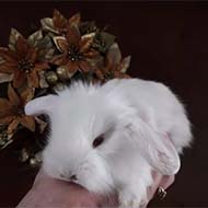 فروش خرگوش های مینی لوپ ترکیش