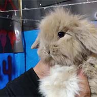 خرگوش مولد تعداد ۱۰عدد ماده