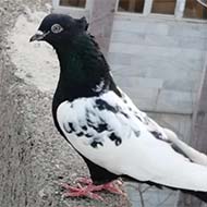 کفتر کبوتر رنگه سینه سیاه کاکلی