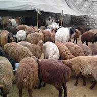 گوسفند زنده بره نرینه وخونی
