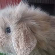 خرگوش لوپ هلندی بانمک