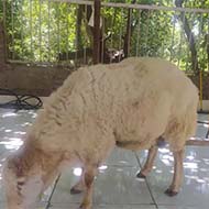 گوسفند زنده سراسر تهران 24ساعته