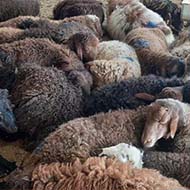 گوسفندزنده ۲۰کیلو تا۱۰۰کیلو چاق کم دنبه در خین عرب