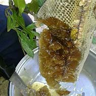 عسل طبیعی درمانی عسل وحشی و کوهی و رویال