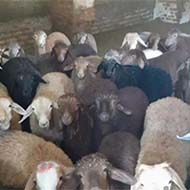 فروش گوسفند زنده برای قربانی در کل کرج