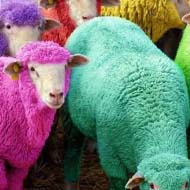 فروش گوسفند زنده سراسر تهران غرب و شرق