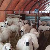 فروش گوسفند زنده سراسر تهران بزرگ