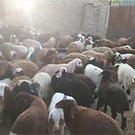 گوسفند زنده واسه همه مراسم ها همراه قصاب