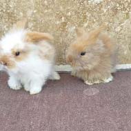 دو توله خرگوش لوپ اصیل