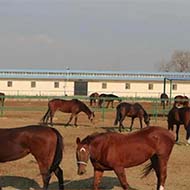 آموزش پرورش اسب و سوارکاری ورزش پانسیون فروش