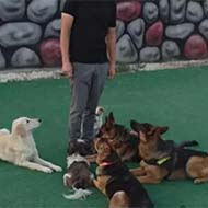 مربی سگ آموزش و تربیت سگ