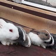انواع خرگوش بازیگوش