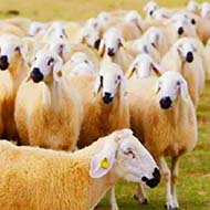 دامداری و گوسفند زنده حاجی عظیمی