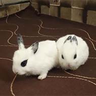 دو تا خرگوش چلوندنی لوپ
