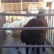 گوسفند زنده بهداشتی به تمام نقاط تهران وکرج