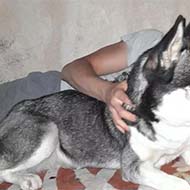سگ هاسکی مالاموت تربیت شده