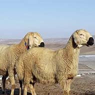 فروش گوسفند زنده بهداشتی تهران شبانه روزی