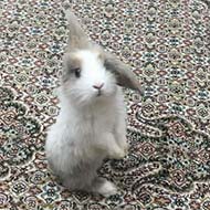 خرگوش مینی لوپ سفید کاراملی